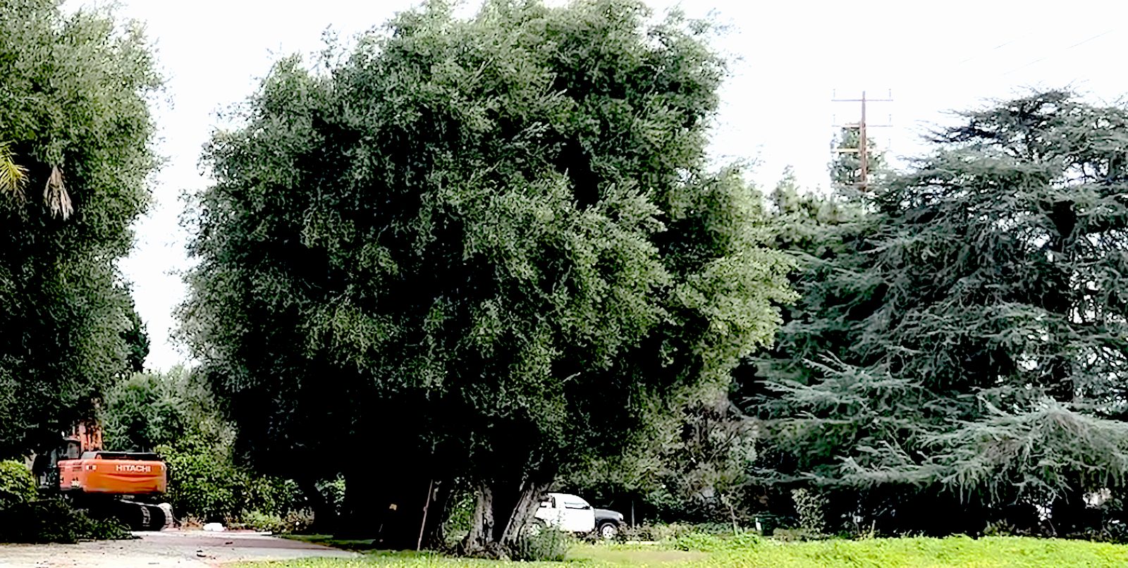 Excavator dwarfed by mature olive tree and Deodar Cedar during removal, showing true scale