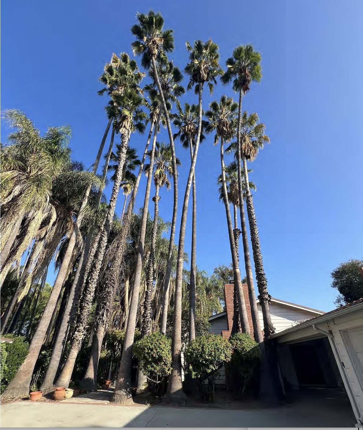 Row of tall mature palms lining the driveway