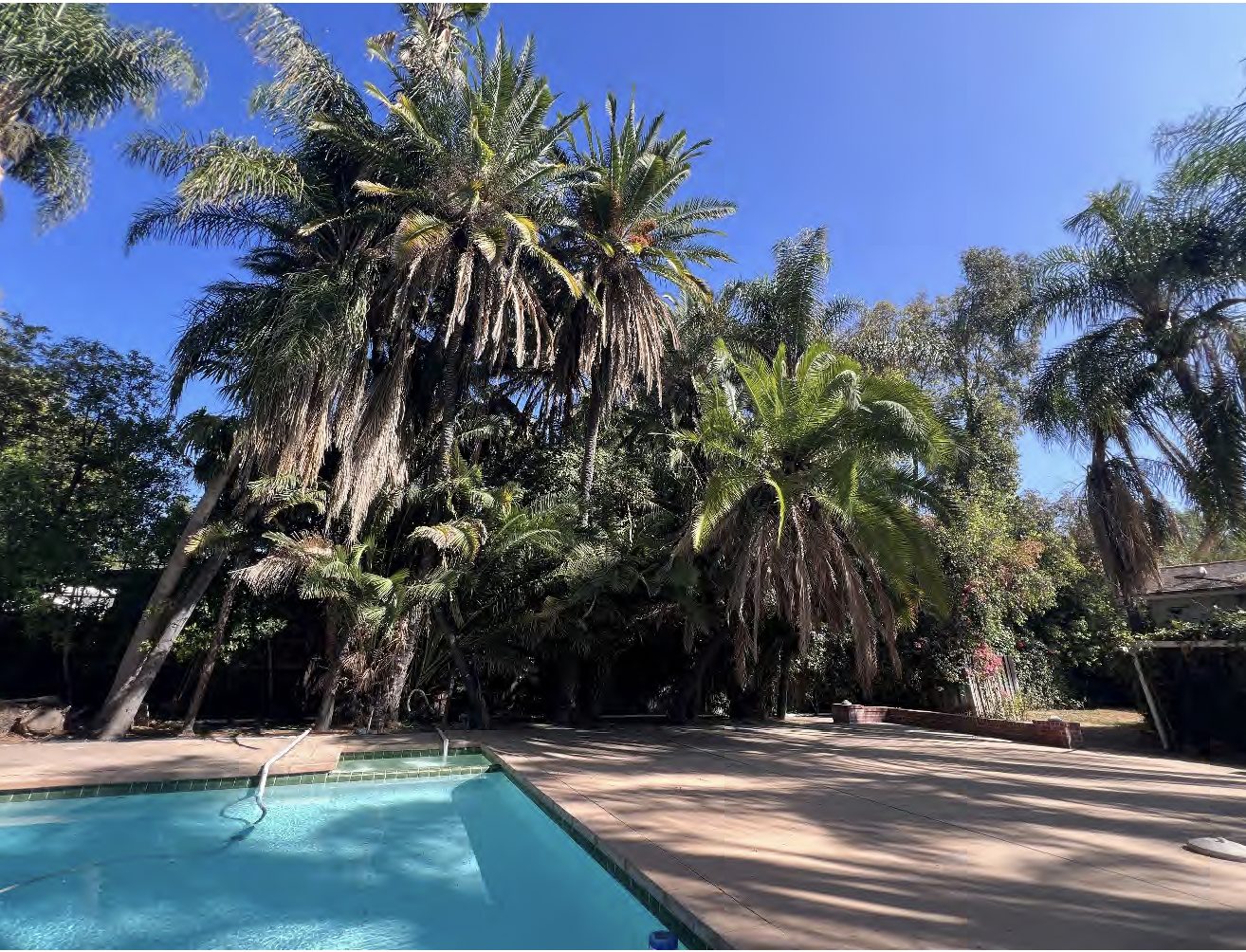 Palm grove towering over the pool area