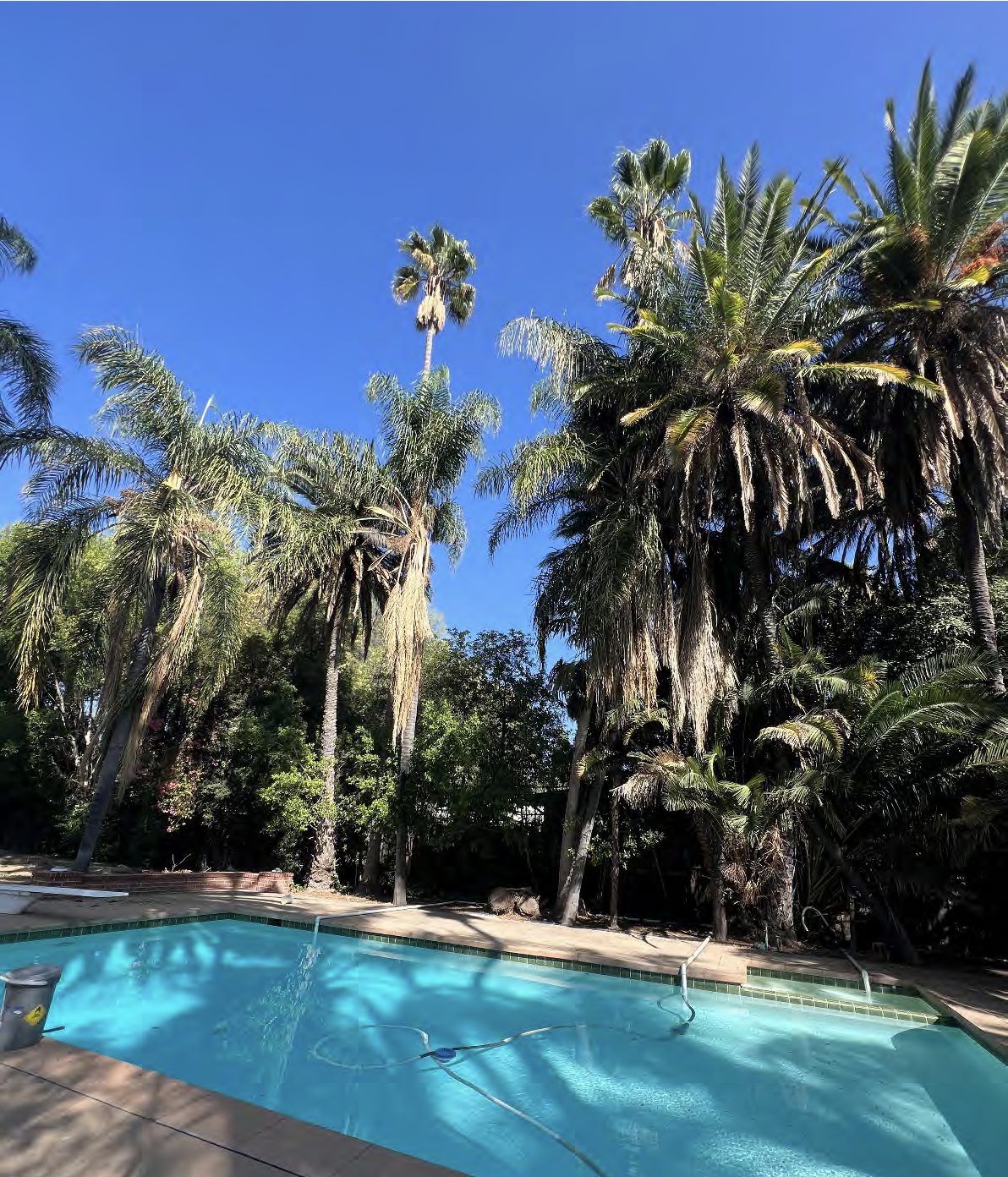 Tall mature palm trees of several species